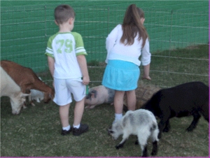 Petting Zoo.gif
